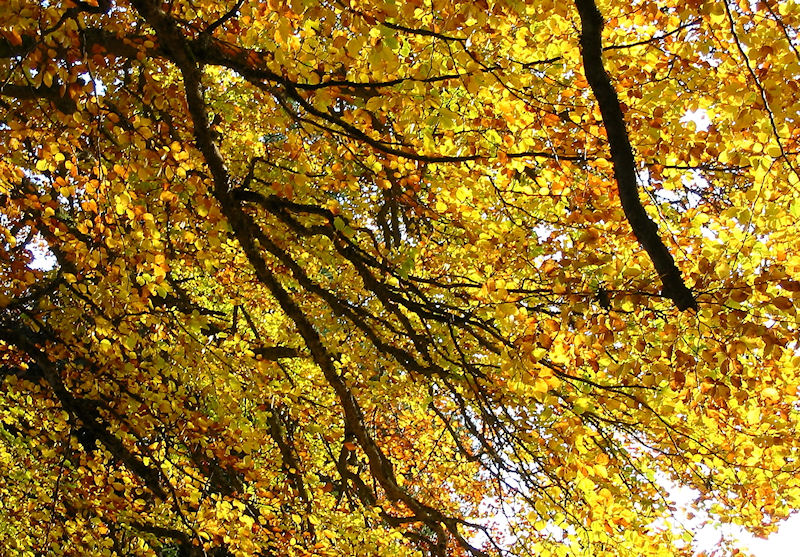 Automne Ã  La Fargette