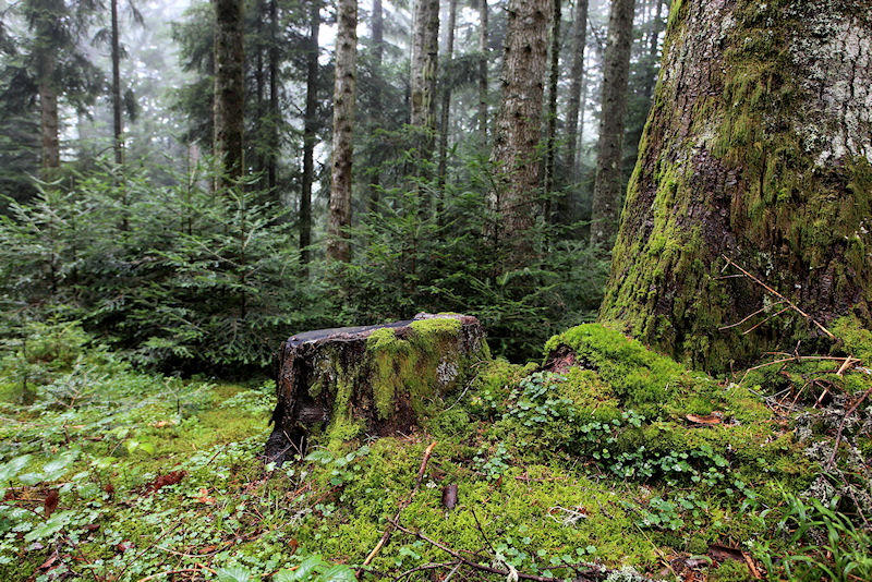 Sous-bois automnal