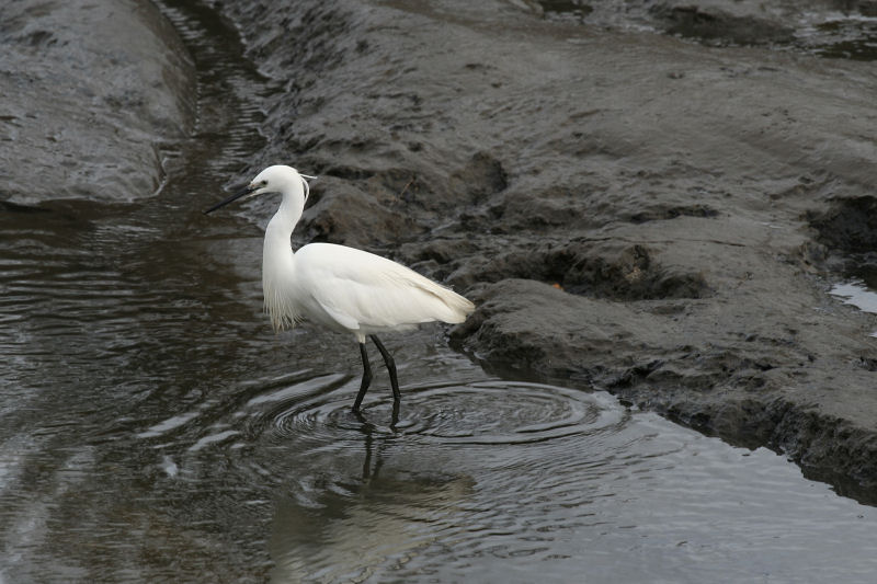 Aigrette - Audenge