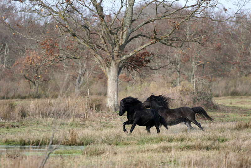 Jeux de chevaux - Audenge