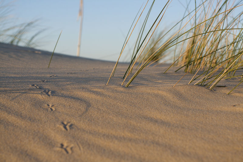 Traces de pas - Les Gaillouneys