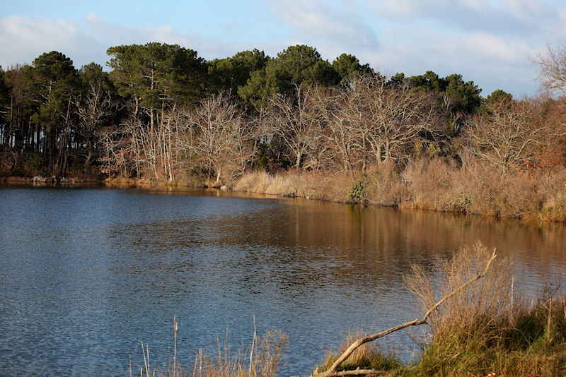 Arès