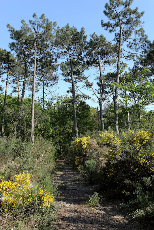 Forêt printannière