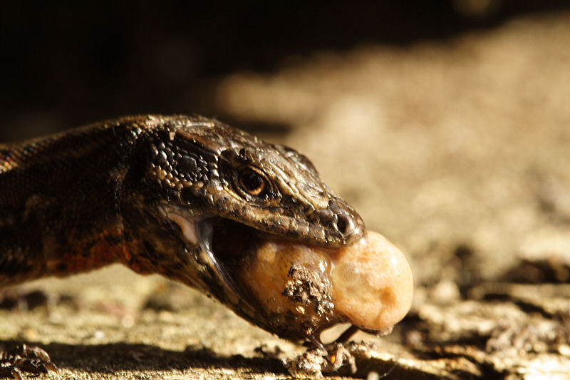 Le repas du lézard