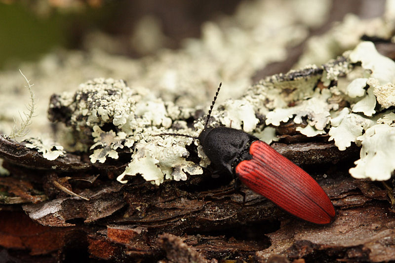 Taupin (Agriotes)