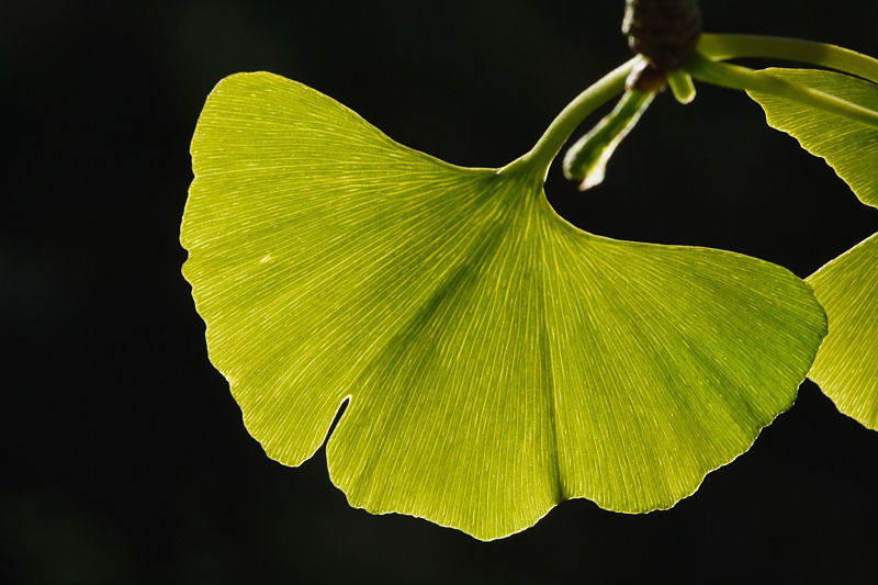 Ginkgo biloba