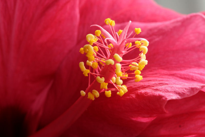 Hibiscus